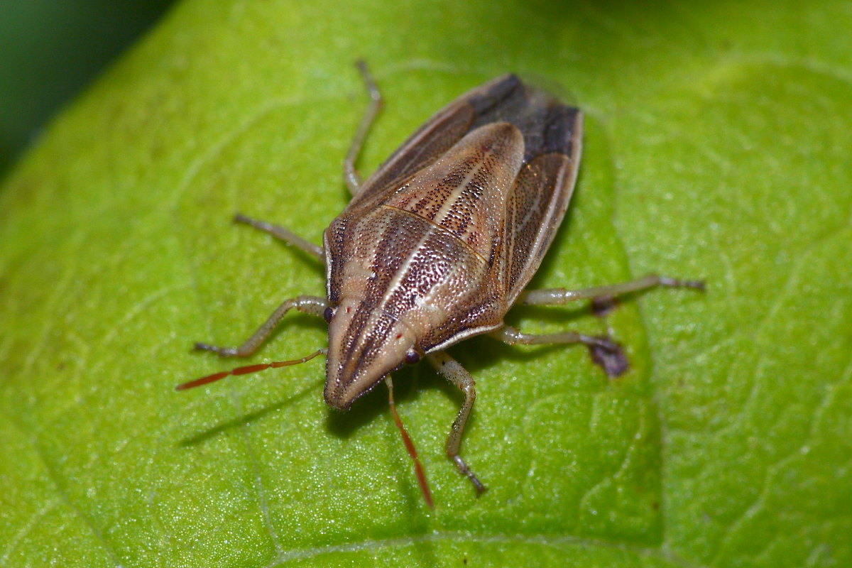 Pentatomidae: Aelia acuminata delle Marche (AN)