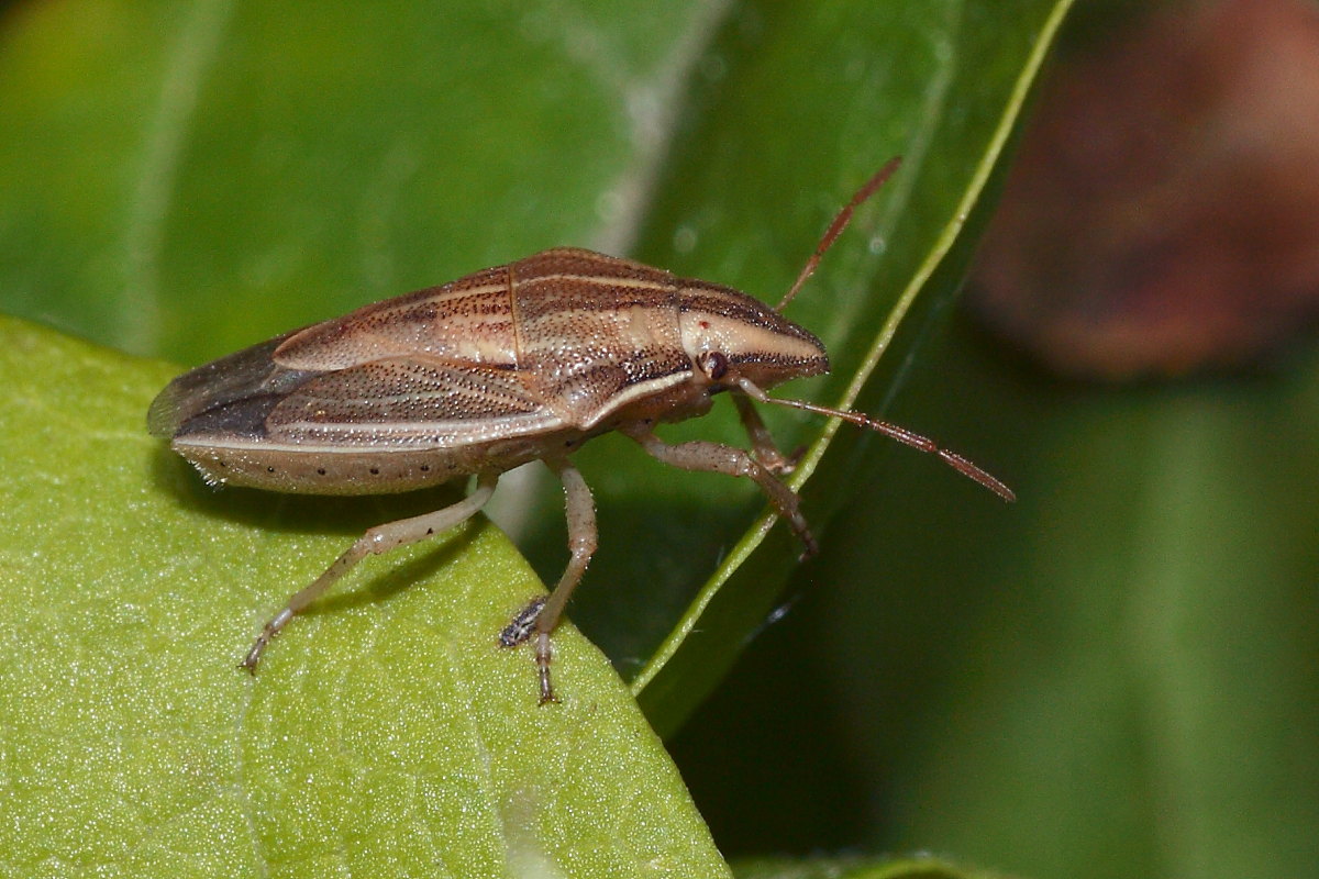 Pentatomidae: Aelia acuminata delle Marche (AN)