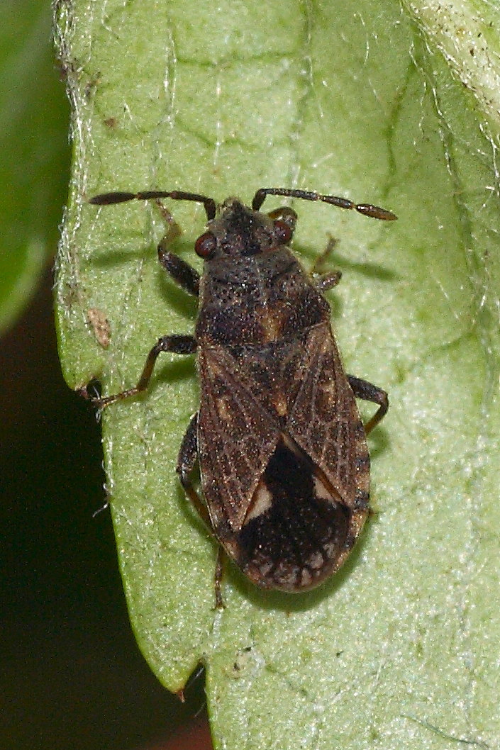 Lygaeidae: Lygaeosoma sardeum delle Marche (AN)