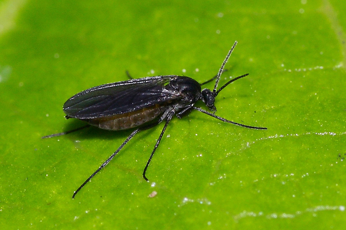 Sciaridae Da identificare