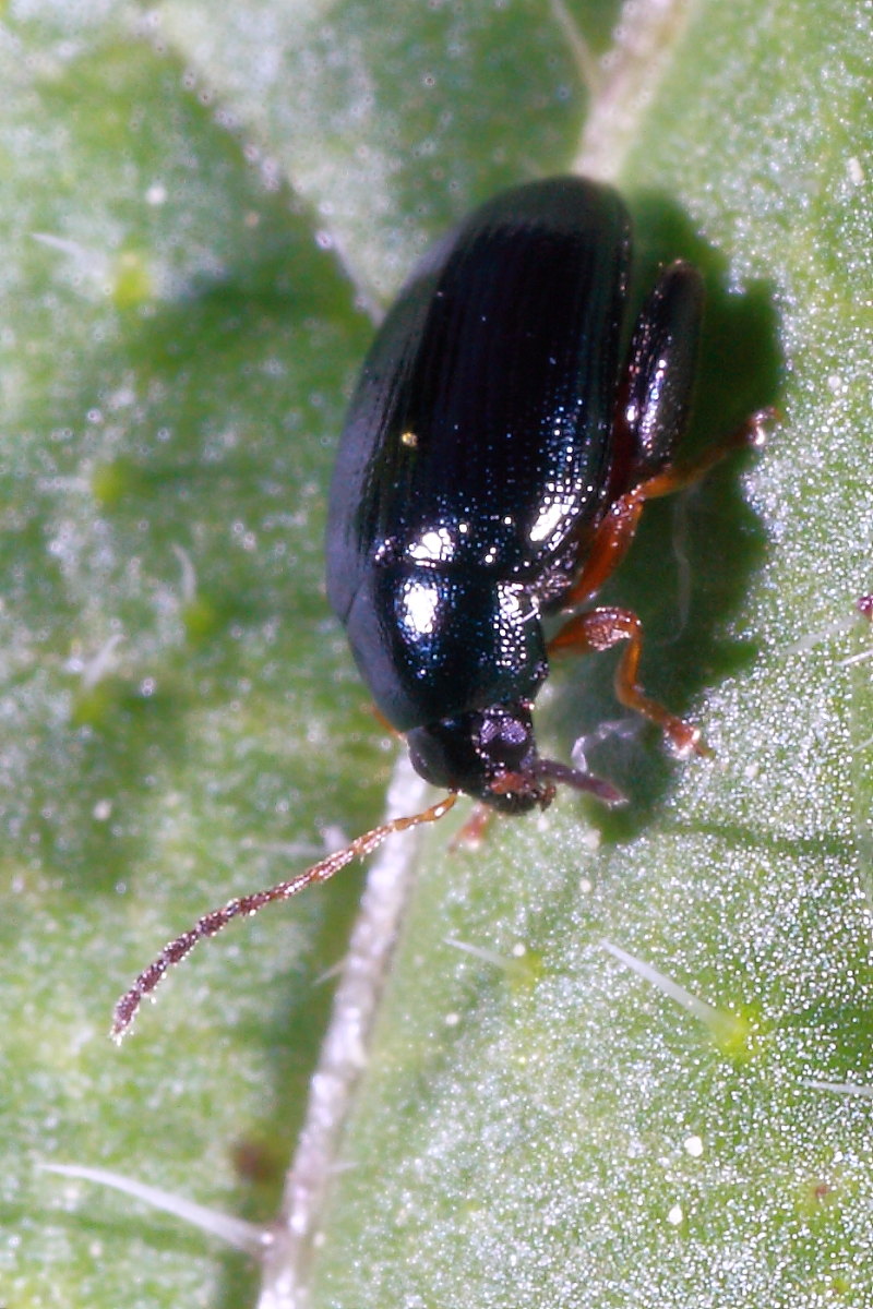 Psylliodes sp. (Chrysomelidae)