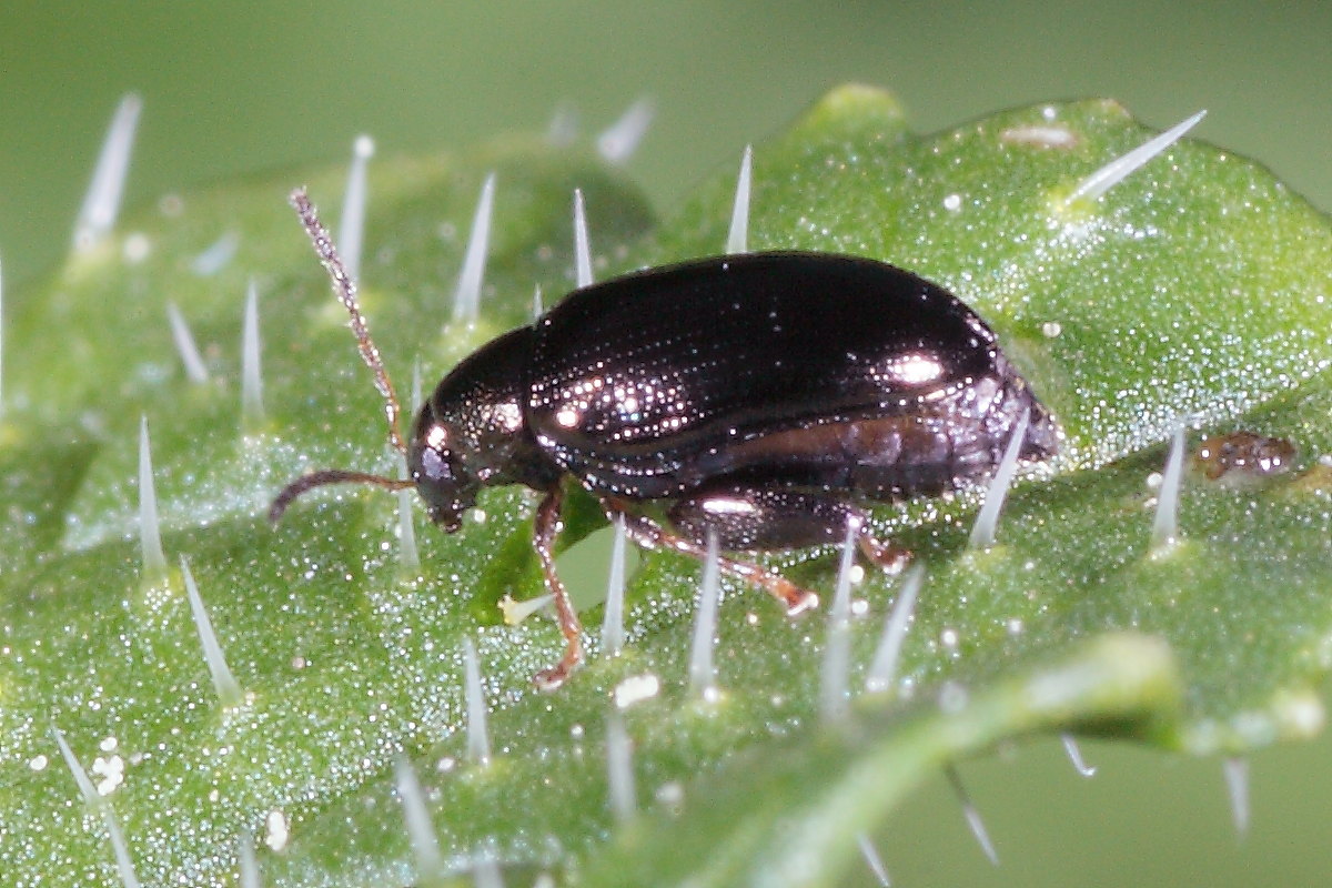 Psylliodes sp. (Chrysomelidae)