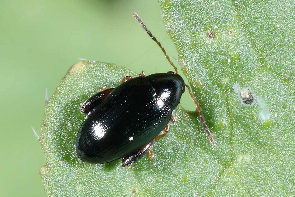 Psylliodes sp. (Chrysomelidae)