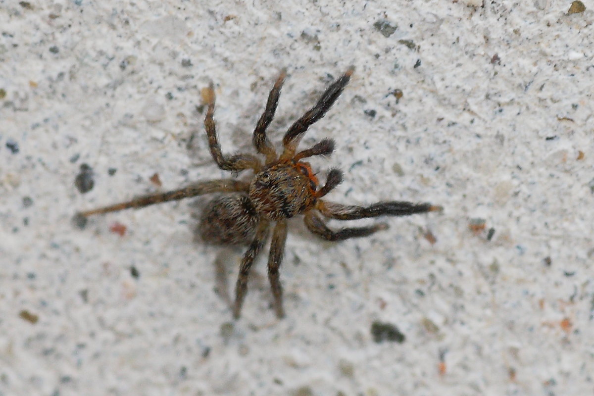 Euophrys rufibarbis