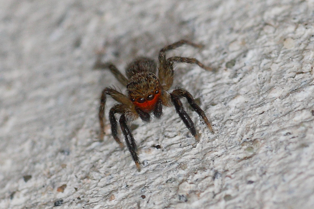 Euophrys rufibarbis