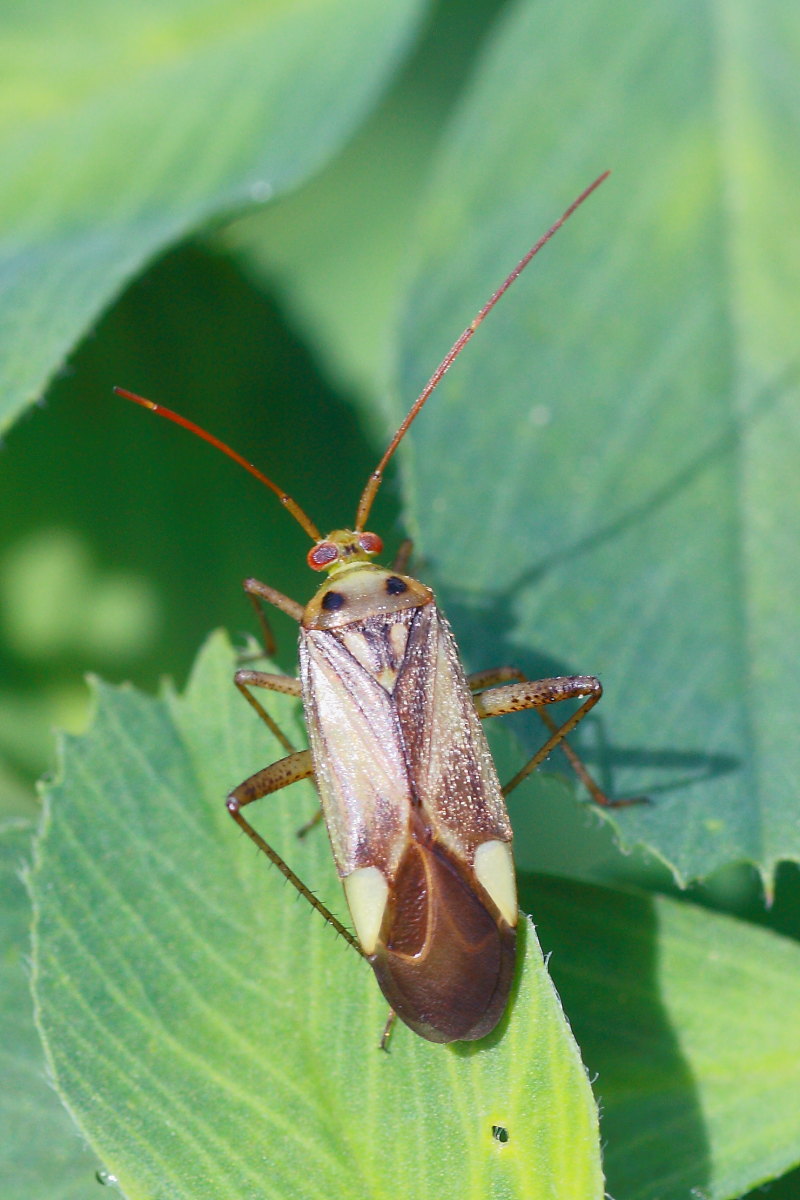 Miridae: Adelphocoris lineolatus delle Marche (AN)