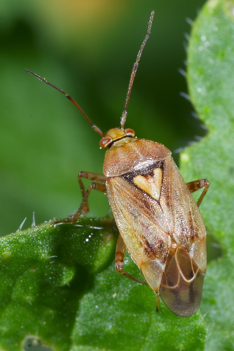 Mirida. Lygus rugulipennis delle Marche (AN)