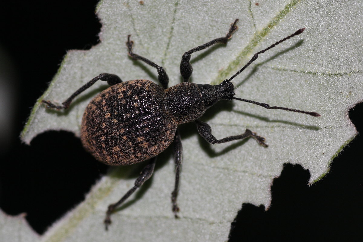 Otiorhynchus cfr armadillo