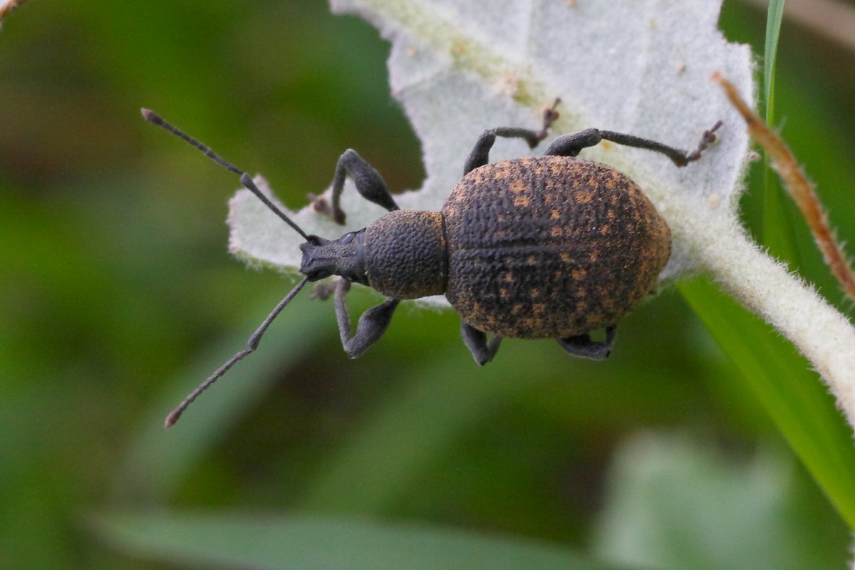 Otiorhynchus cfr armadillo