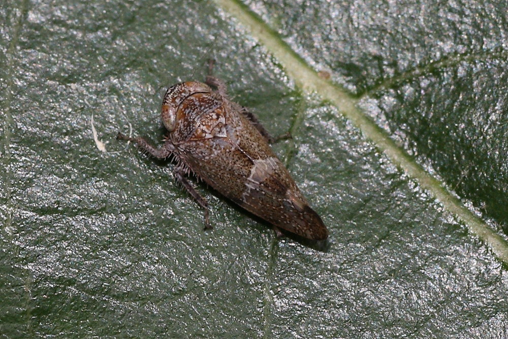 Cicadellidae: Stegelytra cfr. erythroneura dalle  Marche