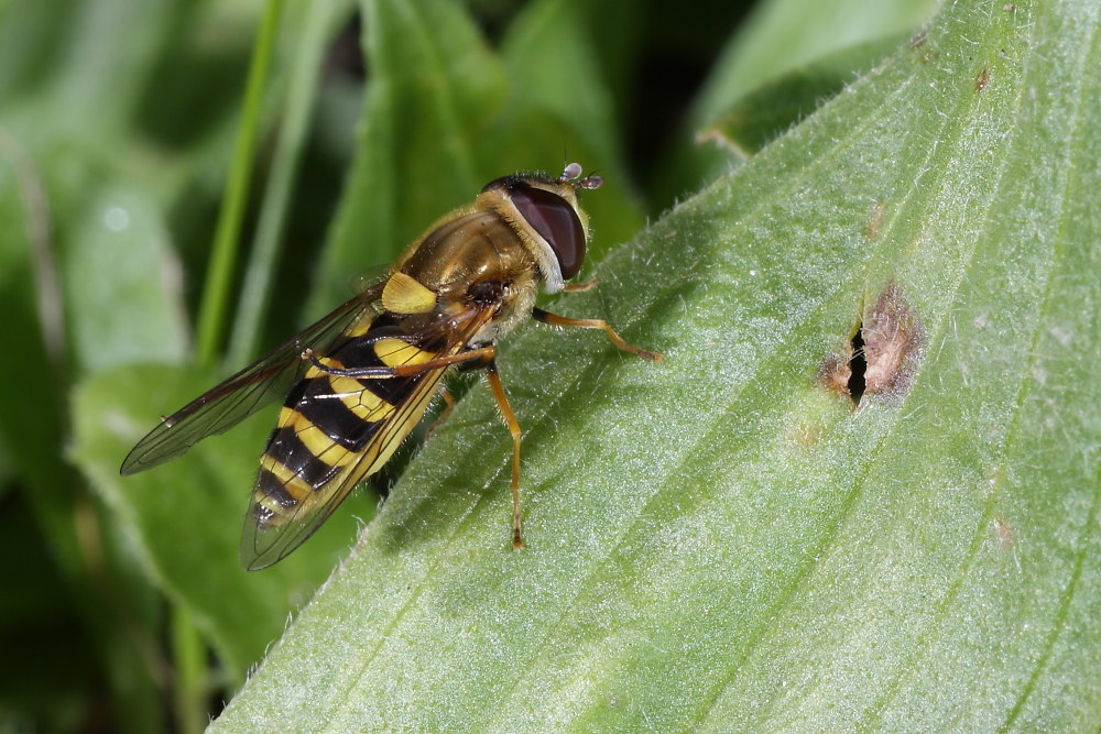 Ditteri autunnali da identificare 1