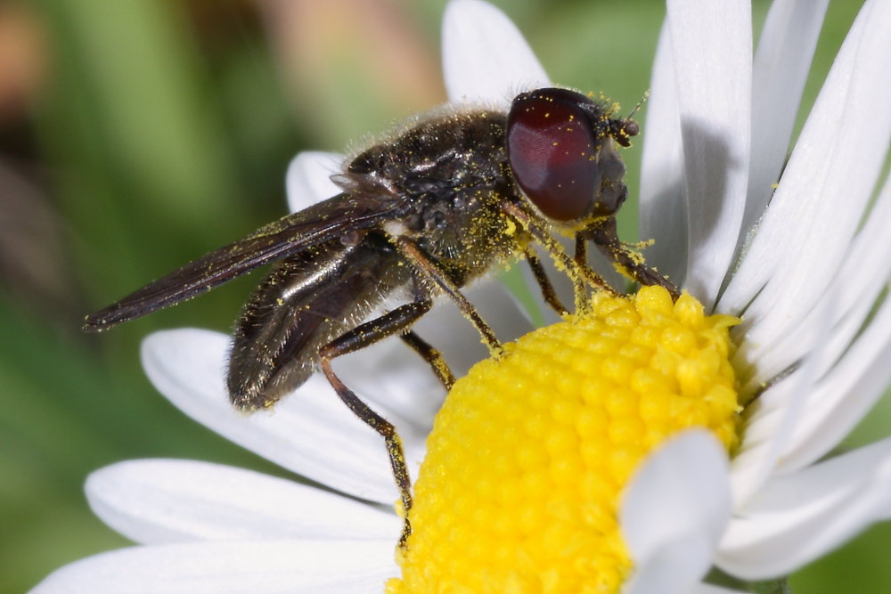 Ditteri autunnali da identificare 3