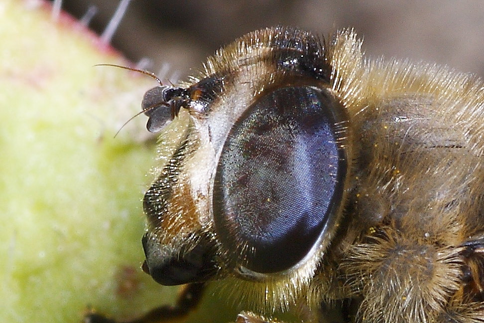 Ditteri autunnali da identificare 2