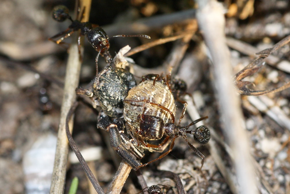 Predatori e prede da identificare