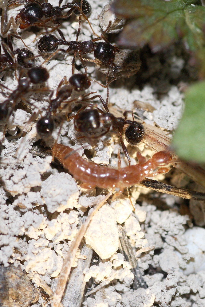 Predatori e prede da identificare