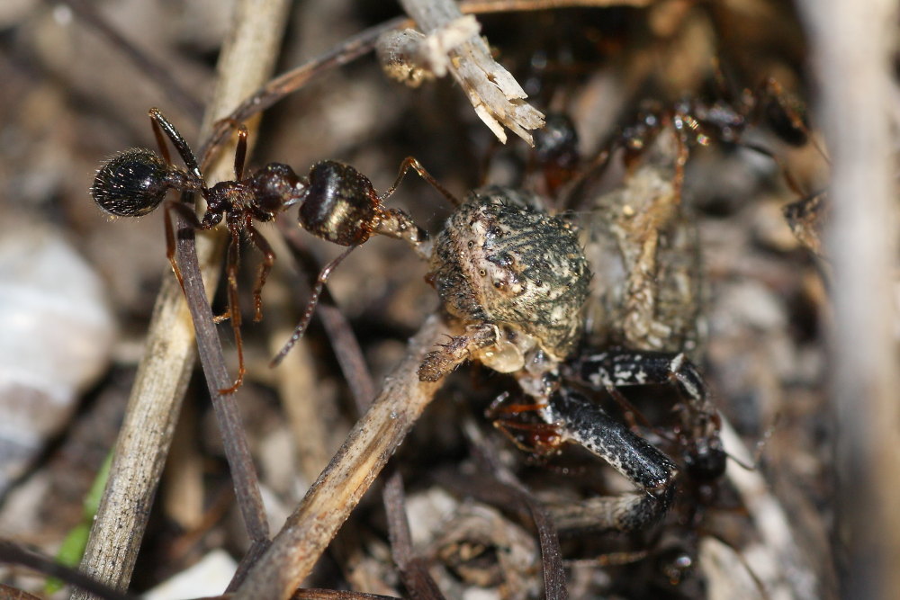 Predatori e prede da identificare