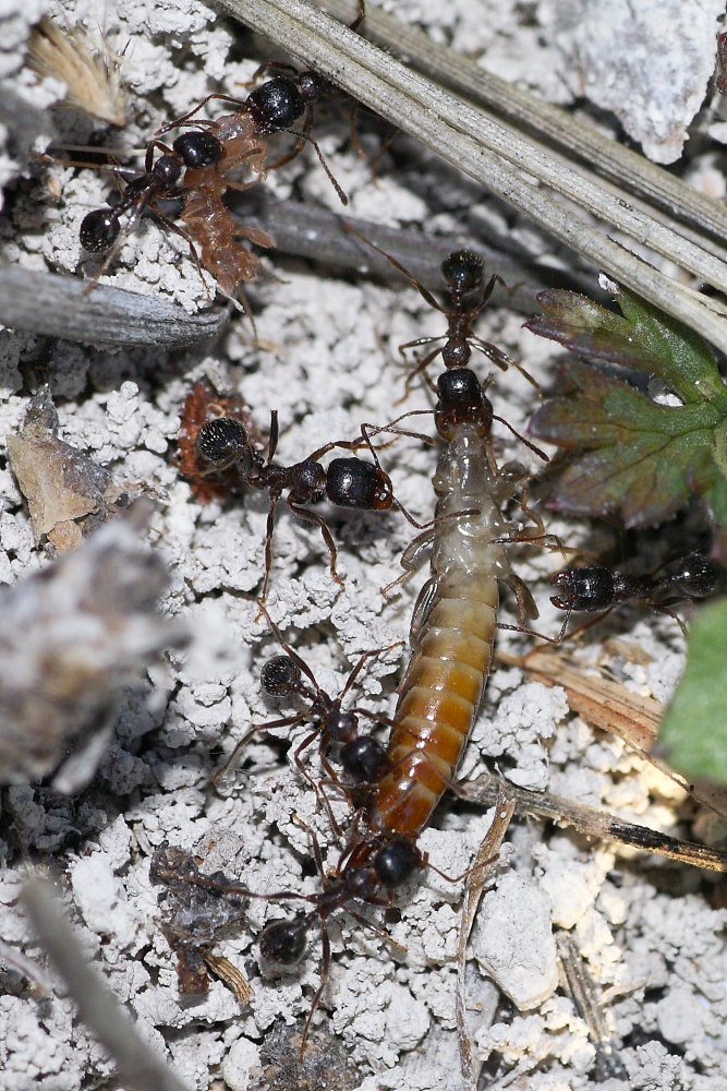 Predatori e prede da identificare