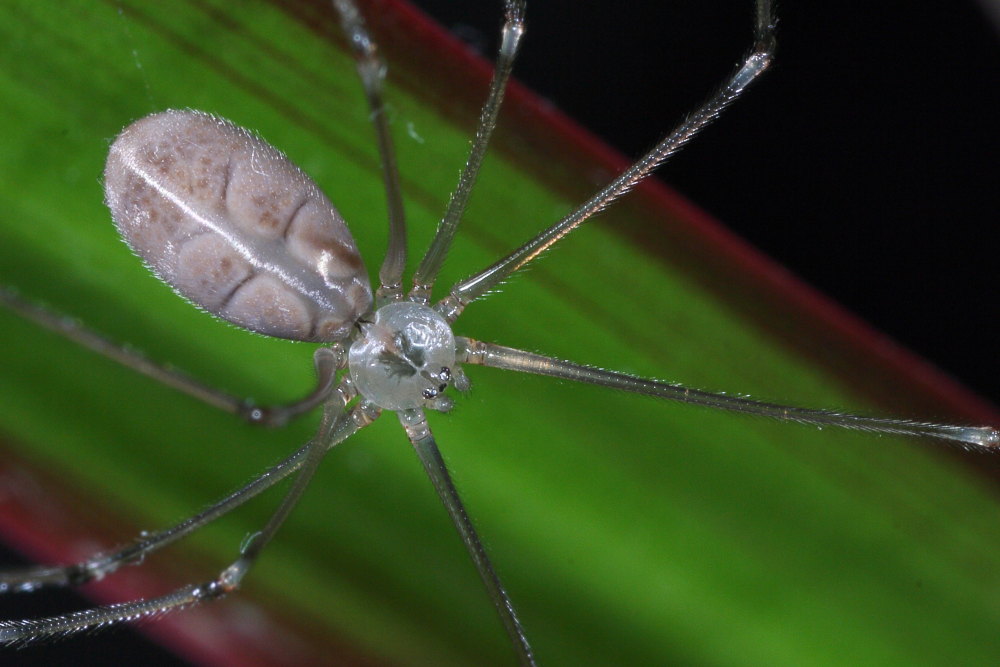 Pholcus phalangioides - Agugliano (AN)