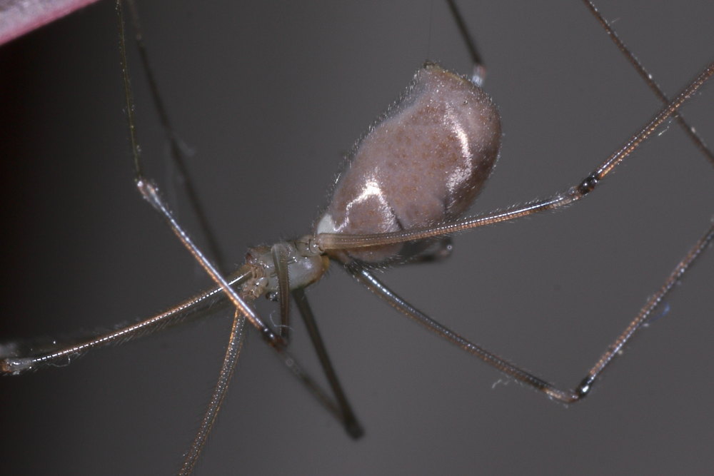 Pholcus phalangioides - Agugliano (AN)