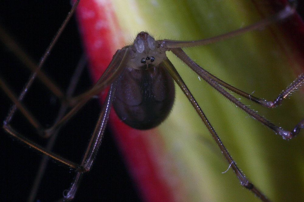 Pholcus phalangioides - Agugliano (AN)