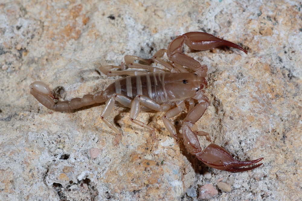 Euscorpius aquilejensis