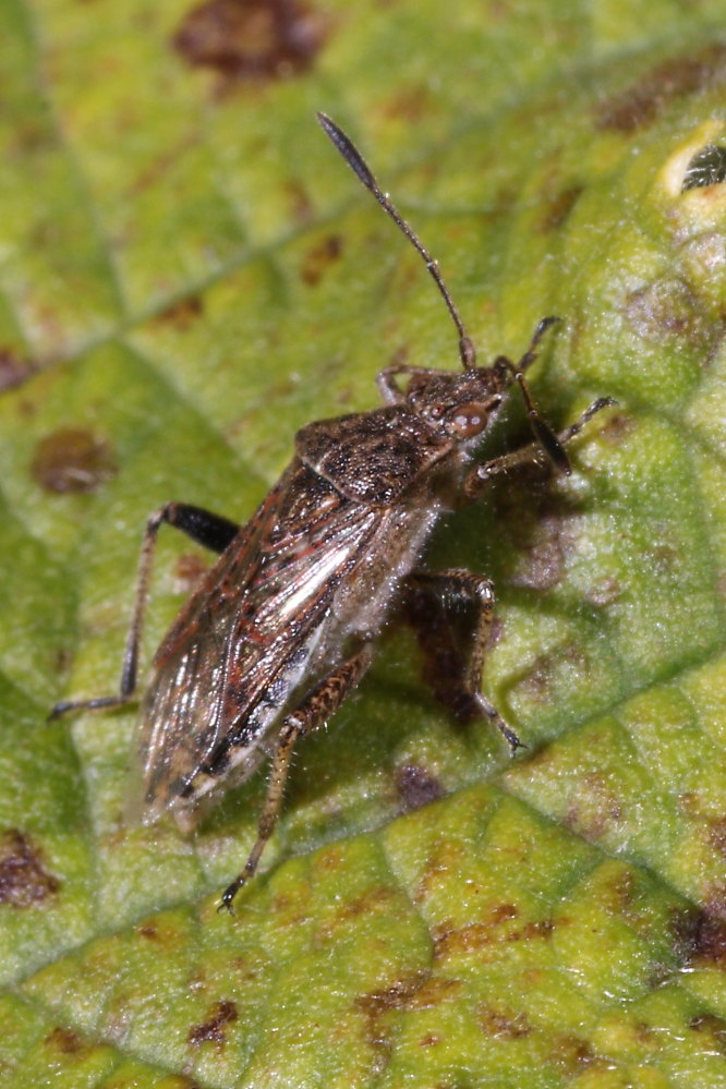 Rhopalidae: Stictopleurus punctatonervosus delle Marche (AN)