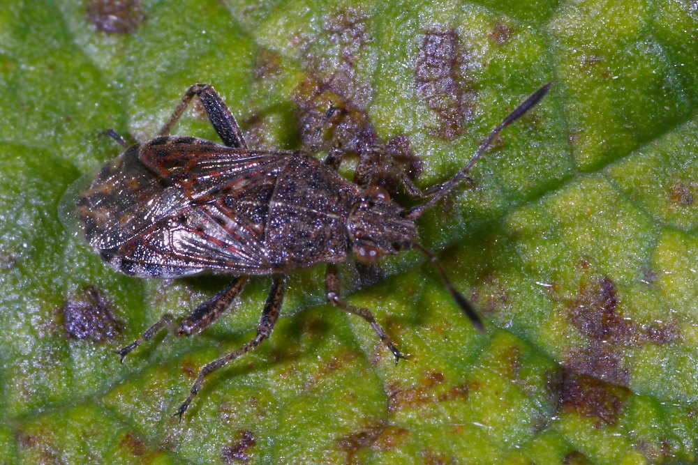 Rhopalidae: Stictopleurus punctatonervosus delle Marche (AN)