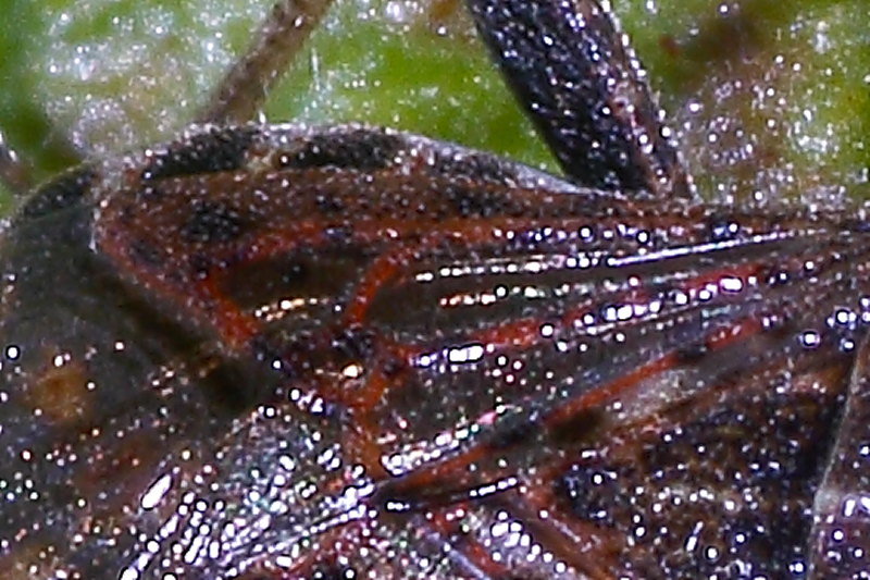 Rhopalidae: Stictopleurus punctatonervosus delle Marche (AN)