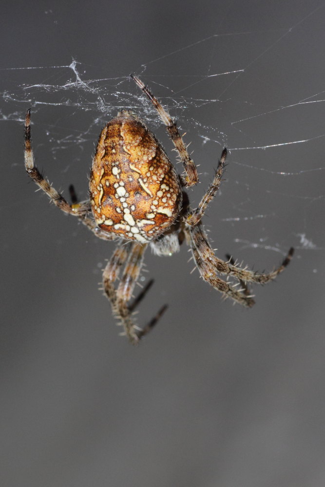 Araneus diadematus - Ancona (AN)