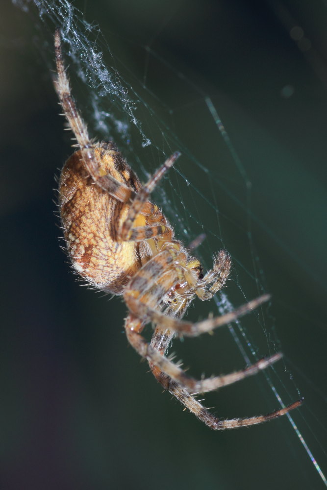 Araneus diadematus - Ancona (AN)