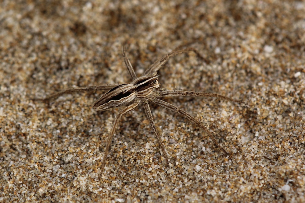 Pisaura sp. sulla spiaggia - Ancona (AN)