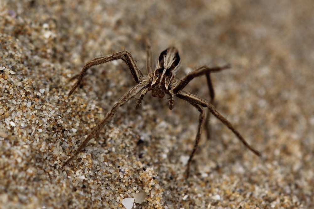 Pisaura sp. sulla spiaggia - Ancona (AN)