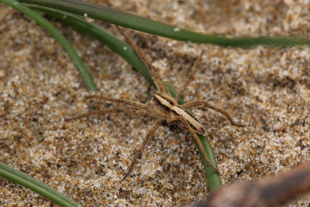 Pisaura sp. sulla spiaggia - Ancona (AN)