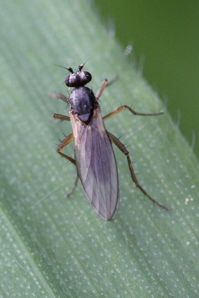 Da identificare: Lonchoptera sp.