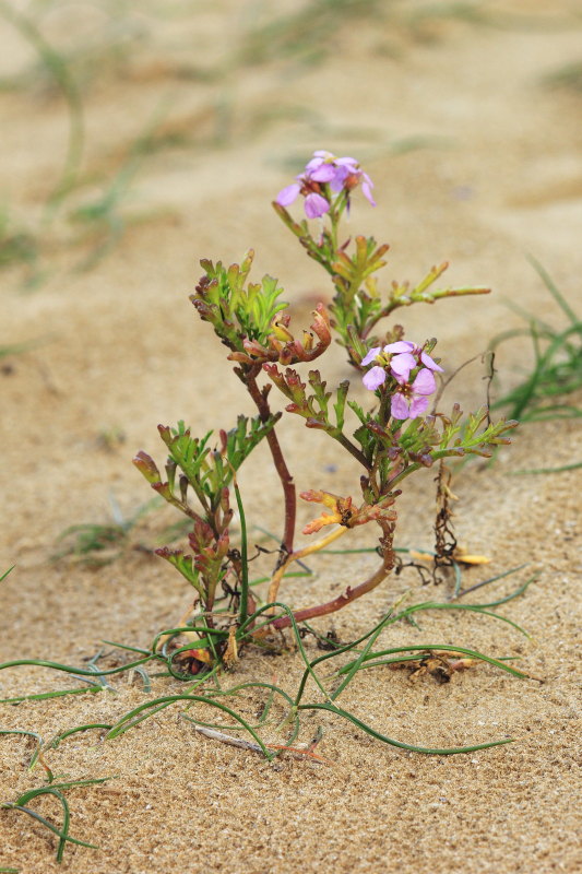 Pisaura sp. sulla spiaggia - Ancona (AN)