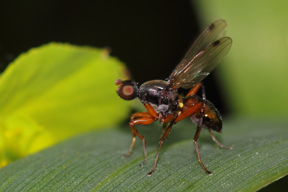 Sepsidae da identificare