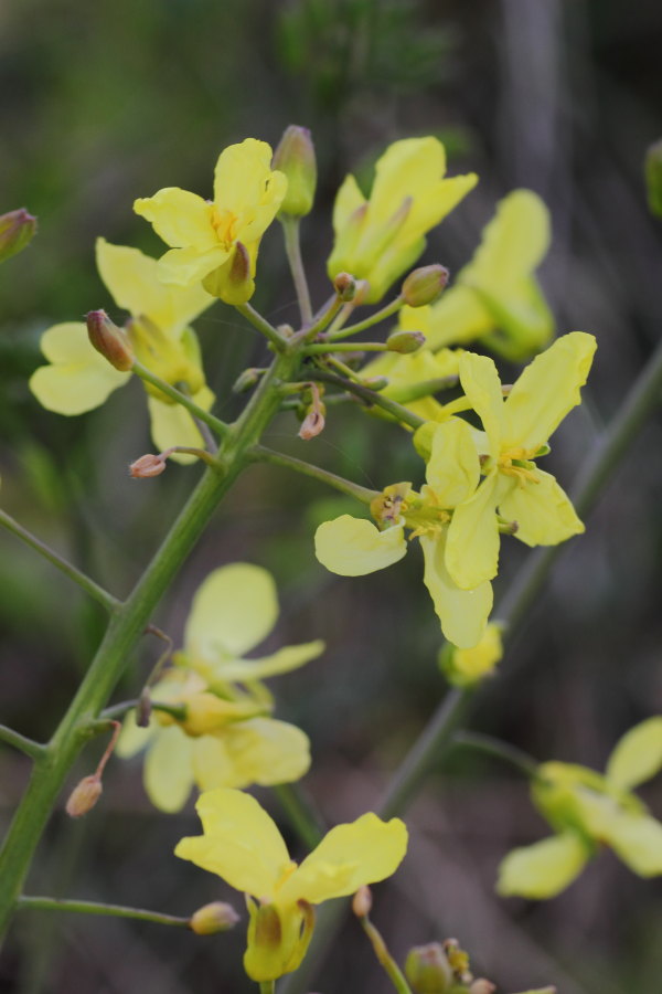 Brassica montana