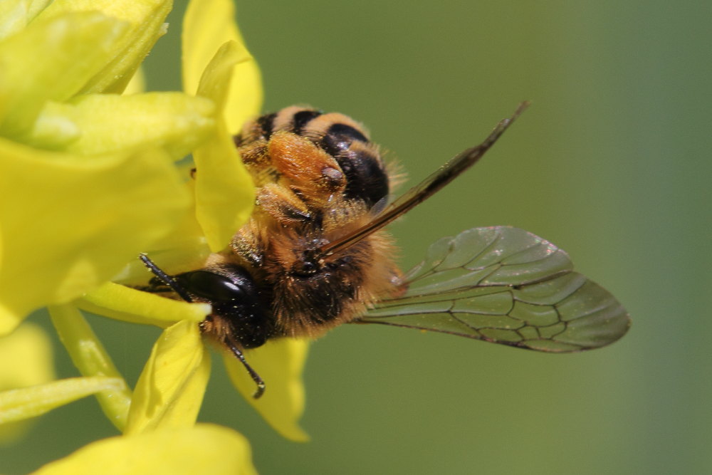 Andrena flavipes ?