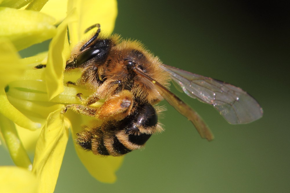 Andrena flavipes ?