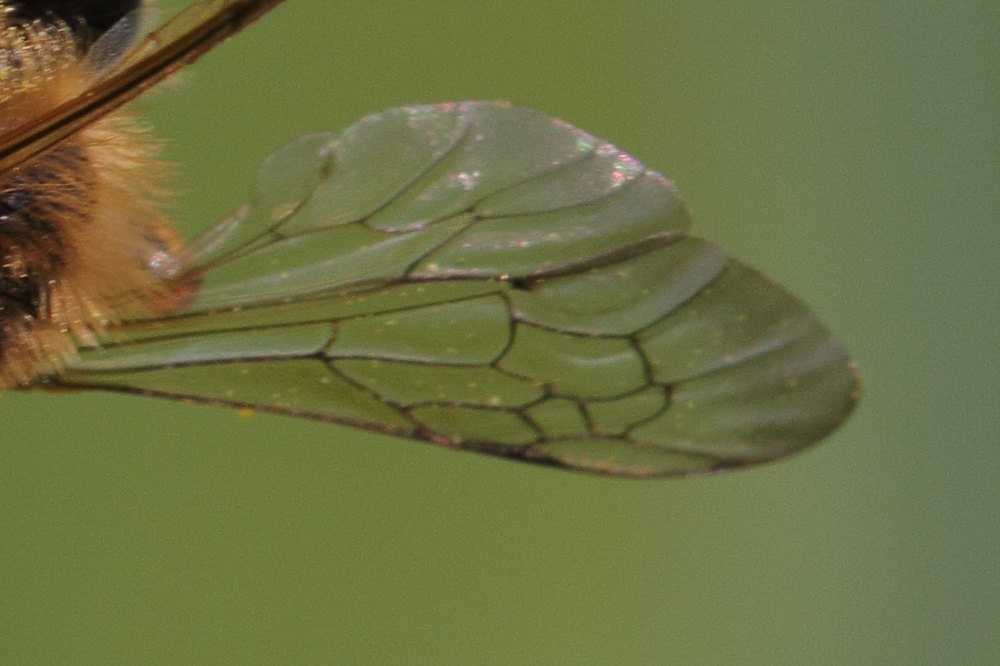 Andrena flavipes ?