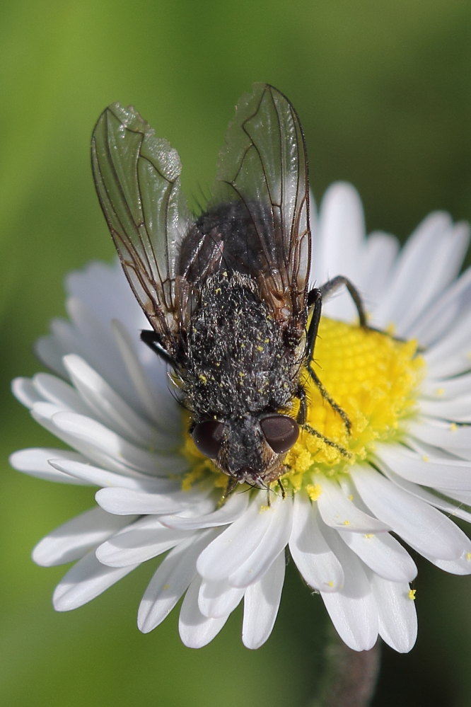 Pollenia rudis ?