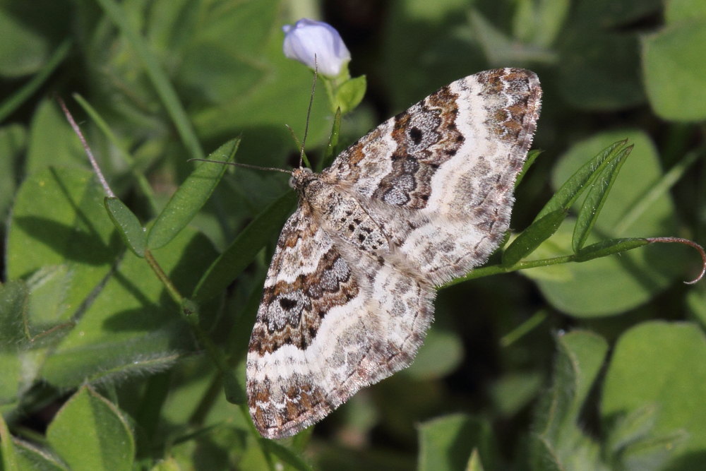 Epirrhoe alternata o rivata ?