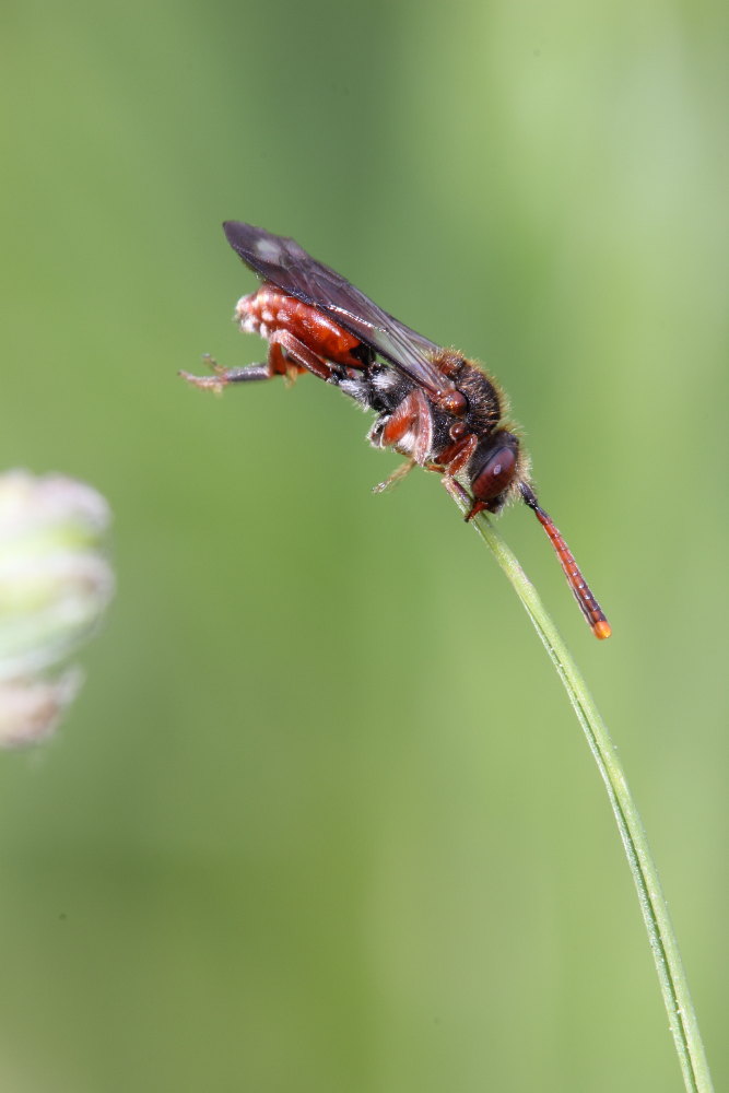 Nomada sp.?