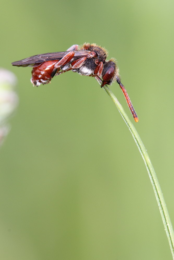 Nomada sp.?