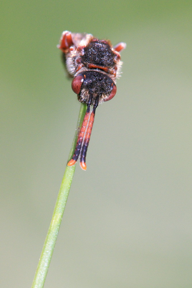 Nomada sp.?