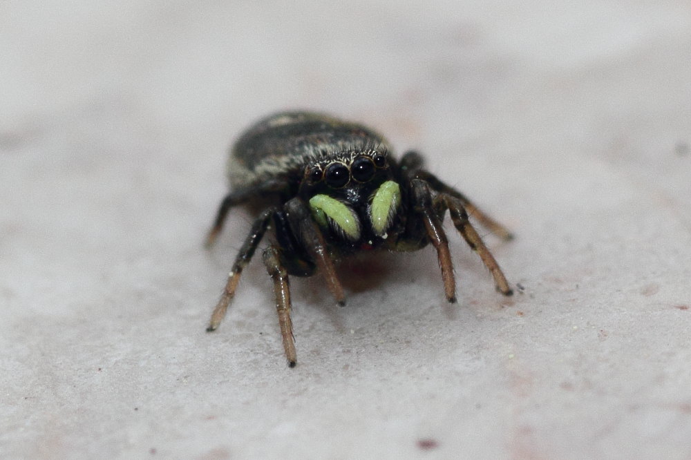 Heliophanus apiatus - Ancona (AN)