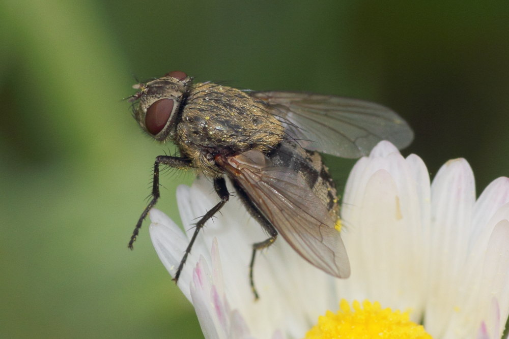 Femmina di Pollenia (P. cf. rudis)