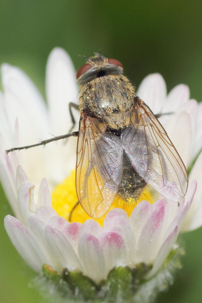 Femmina di Pollenia (P. cf. rudis)