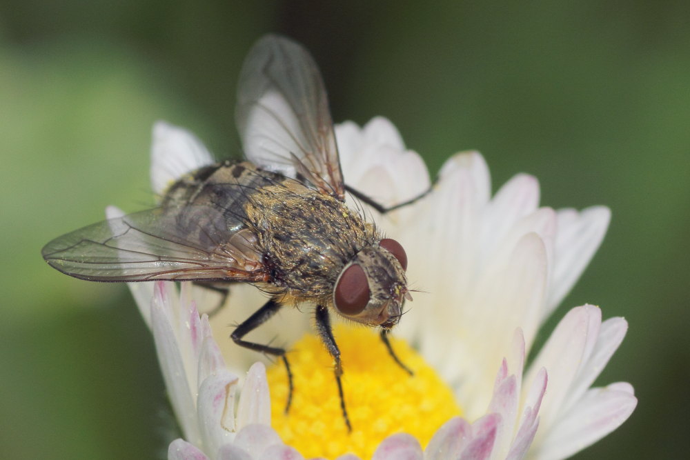 Femmina di Pollenia (P. cf. rudis)