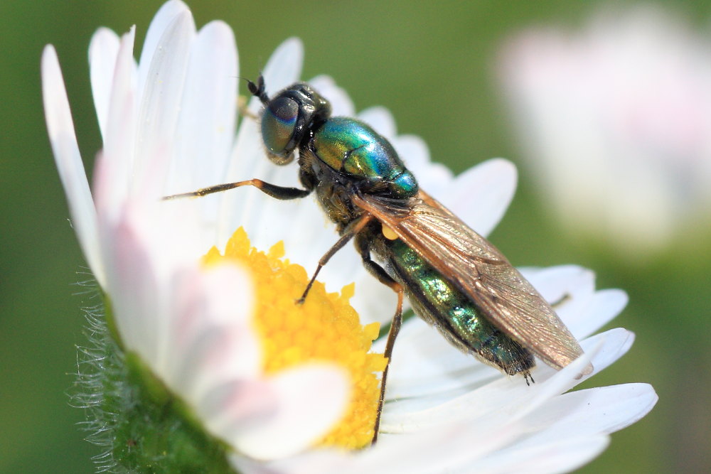 Dubbio su Chloromyia formosa